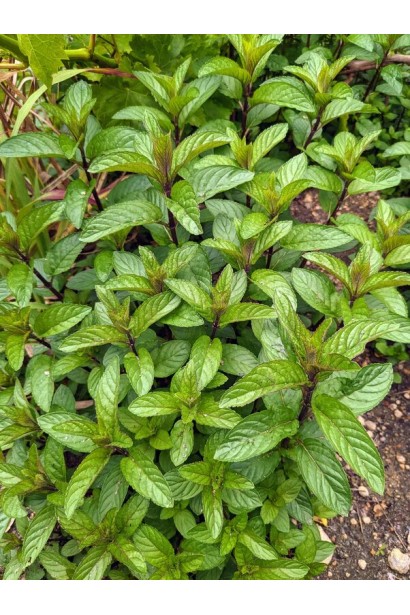 М`ята перцева Ментолова листя